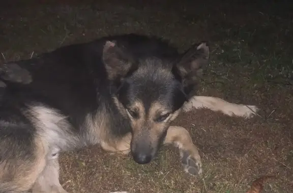 Найдена собака у больницы в лесу, Рязань