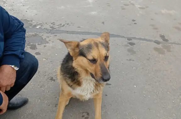Собака Овчарка ждет хозяина: Ларина 27, Нижний Новгород