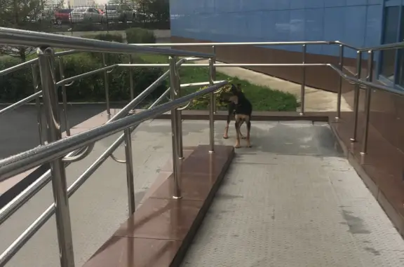 Собака Щенок месяца на ул. Университетская, 50, Челябинск