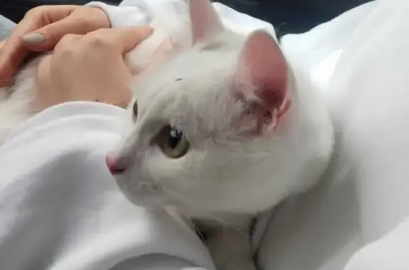 Найден белый кот на ул. Станислава Карнацевича, 12, Тюмень