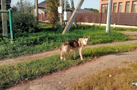 Найдена собака Кабель в Пестово, Московская область