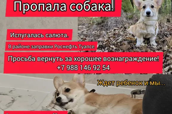 Пропала собака возле заправки Роснефть, Сочинская ул., 260