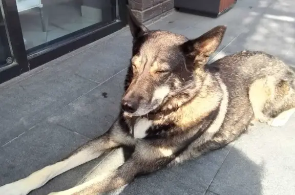 Собака в ошейнике на Старокубанской улице, Краснодарский край