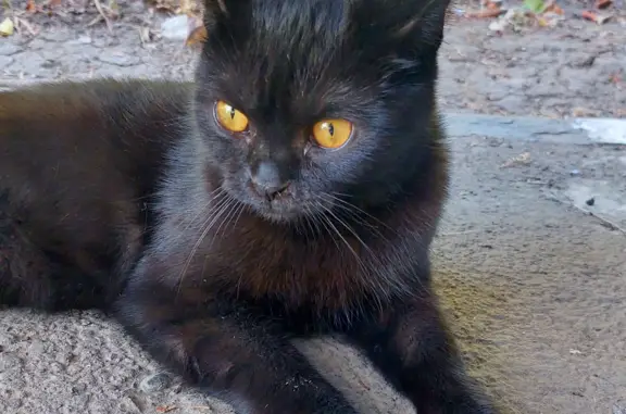 Пропала черная кошка, ул. Пригородная, 267
