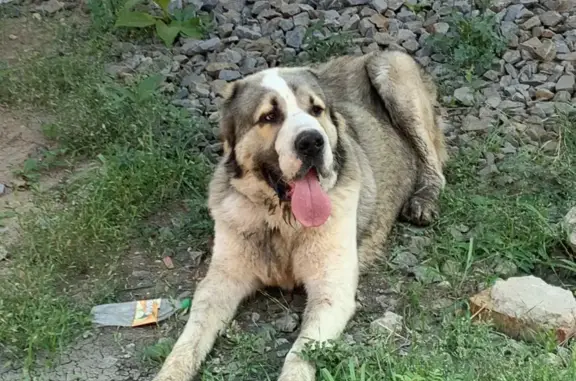 Найдена собака, Ростов-на-Дону, фото: Найдена собака в СНТ Союз, Ростов-на-Дону
