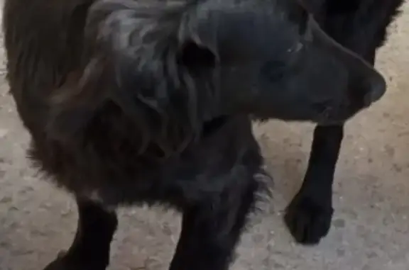 Пропала собака Кобель в Севастополе