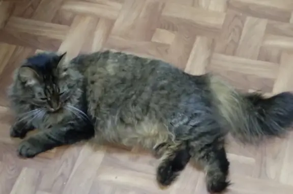 Пропала кошка на Чапаева, Воскресенск