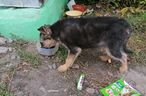 Собака найдена: Пролетарская ул., Калачинск