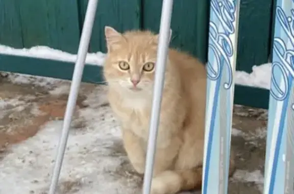 Пропала рыжая кошка на ул. Володарского