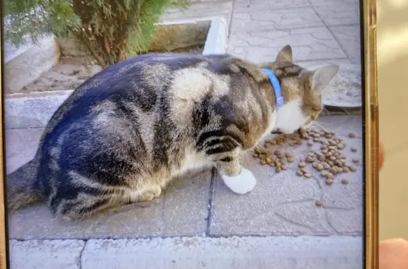 Потерянная кошка, Дорическая ул., Севастополь