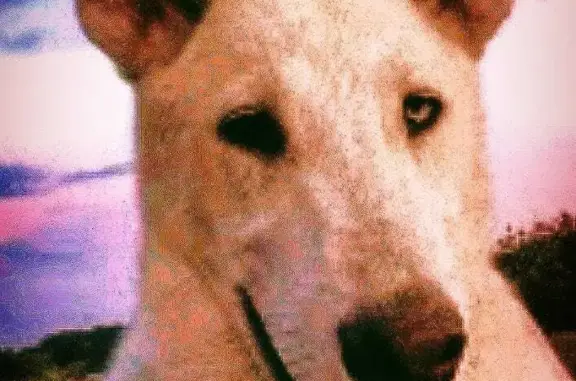 Пропала собака Кабель, ул. Красный Пахарь, 12, Первоуральск
