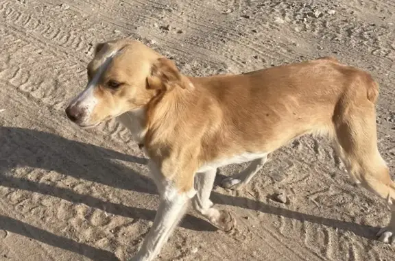 Найдены 2 собаки около помойки в Дмитровском районе