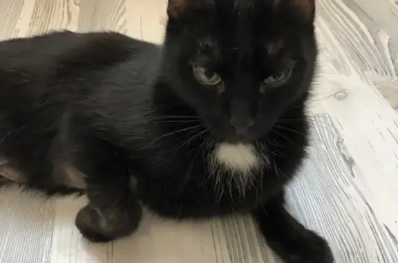 Пропала черная кошка на Мира, 6, Железногорск