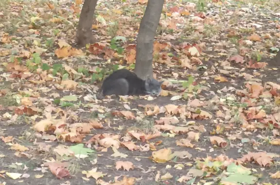 Потерянная серая кошка, ул. Вострухина, Москва