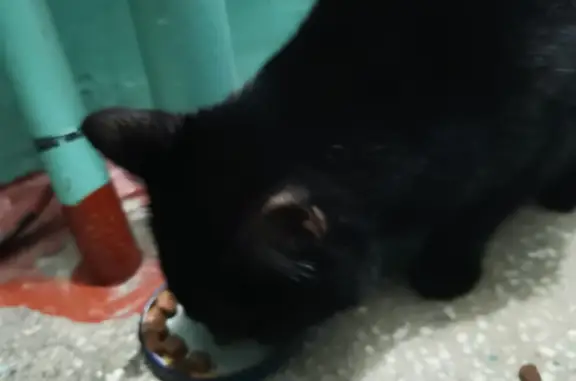 Найдена чёрная кошка на 30 лет победы 78, Тюмень