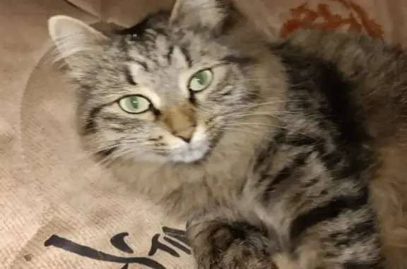 Найдена кошка на дачах Росташинские пруды, ул. Ткачева, 10, Оренбург