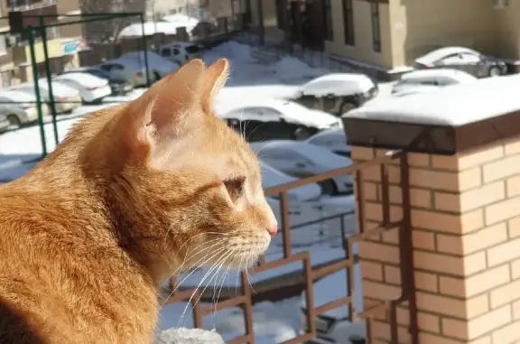 Пропал рыжий кот, пер. Крупской, 29/2, Ставрополь