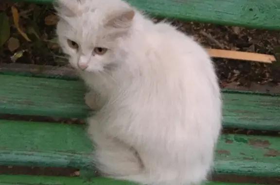Найдена кошка Белая на ул. Коваленко, 50, Саранск