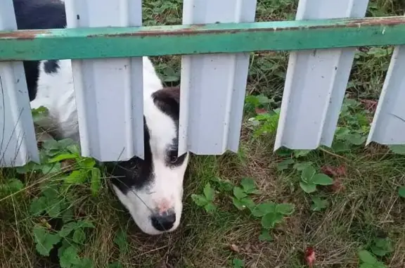 Найдена собака: боязно подойти, Пекшинское сельское поселение, Владимирская область