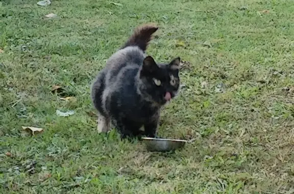 Найдена кошка на Троицкой улице, Сергиев Посад