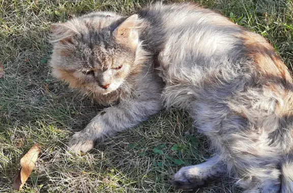 Найдена кошка в п.Дубовое, ул. Ягодная. Кот с перебитой лапой и исхудавшим видом требует помощи.