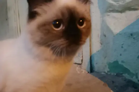 Найдена кошка по адресу ул. 60 лет ВЛКСМ 21