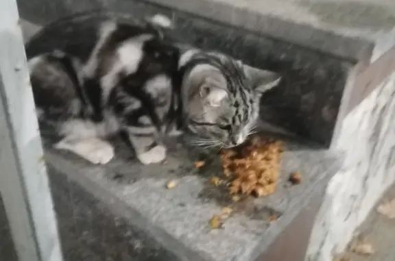 Кошка найдена возле Сбербанка на ул. Гузовского, 13, Чебоксары.