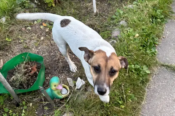 Найдена собака, Московская область, фото: Собака Ласковый мальчик, с ошейником в Московской области