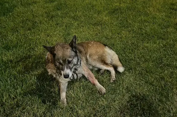 Найдена собака с переломом лапы в Павловской Слободе