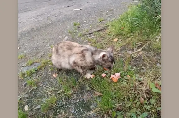 Найдена кошка на Мончегорской ул., 27, Петрозаводск