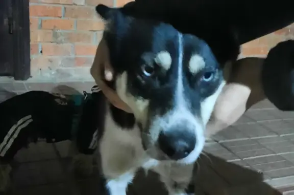 Найдена собака возле 12 школы на Теплицком проспекте
