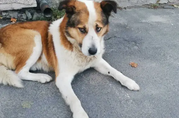 Найдена грустная собака на ул. Онежской Флотилии, 26, Петрозаводск
