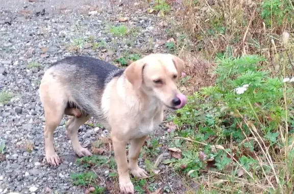 Найдена собака с щенком в Хабаровске