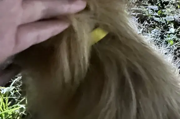 Найдена собака с желтым ошейником в Грибановке