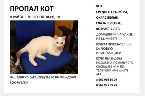Пропал кот! Белый, средний размер, 7 лет. 70 лет Октября, 18, Омск.
