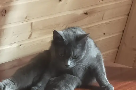 Потерянные животные Москва, фото: Пропала серая кошка на ул. Подольских Курсантов, 32, Москва