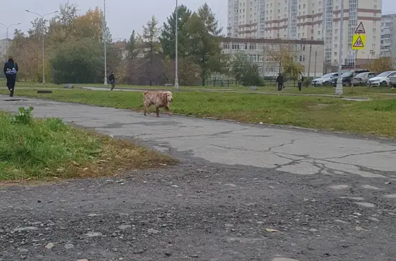 Потерянная собака на Теплоходном проезде, Екатеринбург