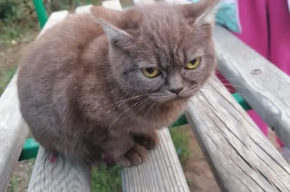 Найдена породистая кошка на ул. Шевченко, Бузулук