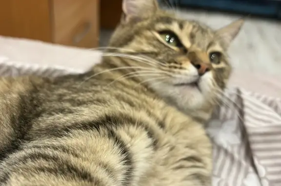 Найдена кошка на Бутина, 123, Чита
