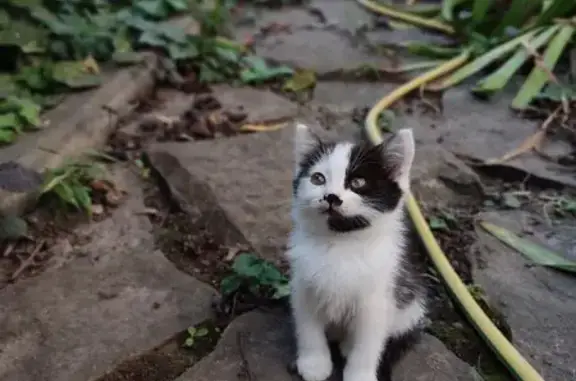 Пропала кошка Котенок, черно-белая, округ Таганрог