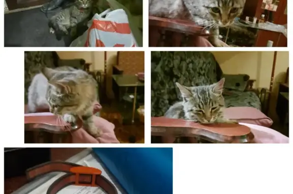 Найден кошачий котенок, нужны новые хозяева. Ул. Тархова, 1, Саратов.