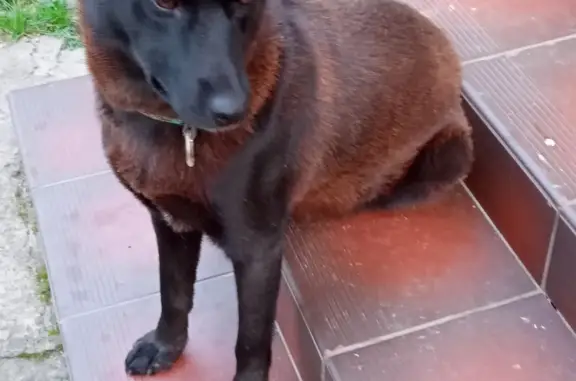 Собака найдена: неопределенная порода, черный окрас, Можайское шоссе, 21