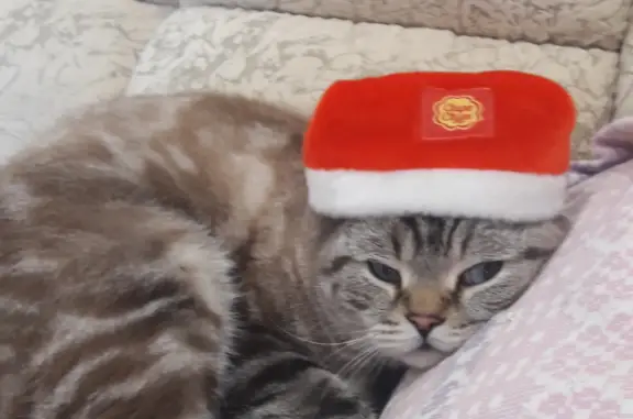 Пропала кошка Тишка, ул. Федерации, Ульяновск