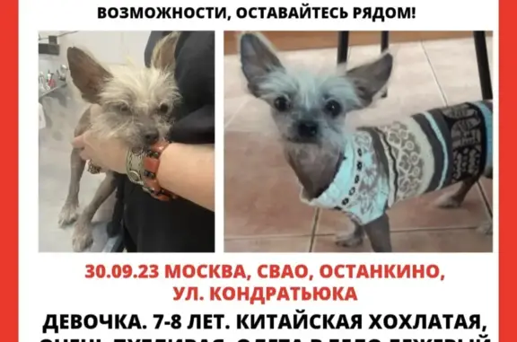 Пропала собака на 1-й Останкинской улице, 5 с1, Москва