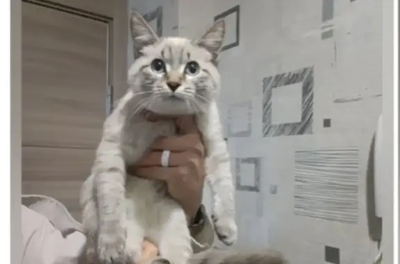 Найдена кошка, похожая на сиамку, на ул. 50-летия ВЛКСМ, 5В, Омск