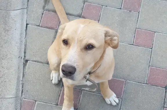 Собака найдена на улице Платова, 101А, Аксай