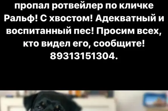 Пропала собака в Камыши, Волгоградская обл.