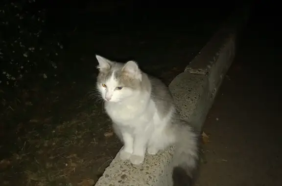 Найдена пушистая кошка на Камбарской улице, Ижевск
