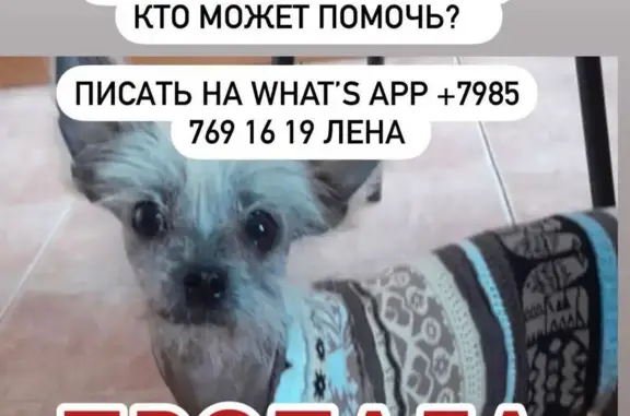 Пропала собака на ул. Кондратюка, Москва