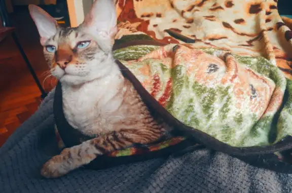 Кошки потеряшки, Санкт-Петербург, фото: Потеряшка кошка породы корниш-рекс на пр. Науки, 7 к3, СПб